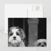 Lhaso Apso x Yorkie und ein Poodle x Shitzu Postkarte (Vorne/Hinten)