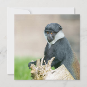L'Hoest's Monkey auf einer Holzperche