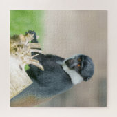 L'Hoest's Monkey auf einer Holzperche Puzzle (Horizontal)