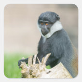 L'Hoest's Monkey auf einer Holzperche Quadratischer Aufkleber (Vorderseite)