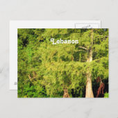 Libanonzeder Postkarte (Vorne/Hinten)