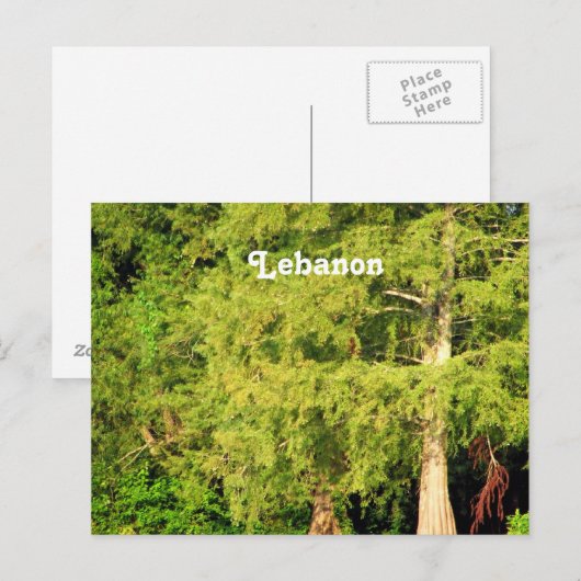 Libanonzeder Postkarte (Vorne/Hinten)