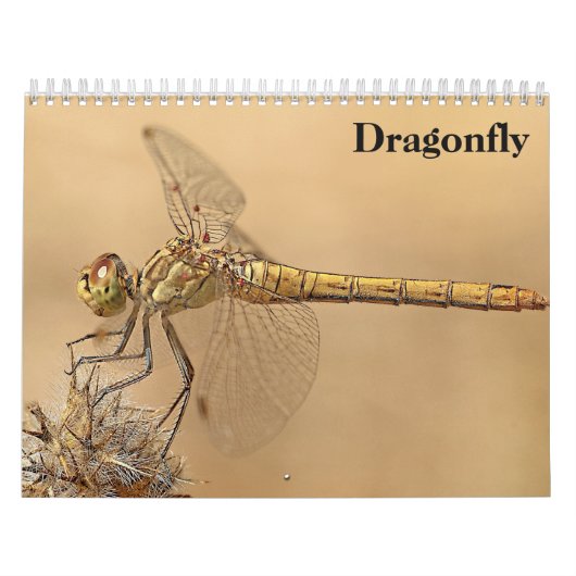 Libelle 2027 kalender (Titelbild)