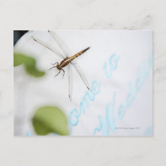 Libelle 4 postkarte