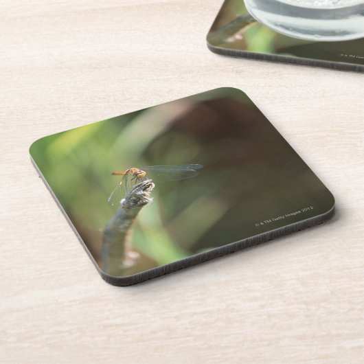 Libelle 5 getränkeuntersetzer (Linke Seite)