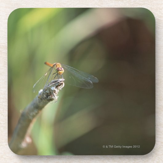 Libelle 5 getränkeuntersetzer (Vorderseite)