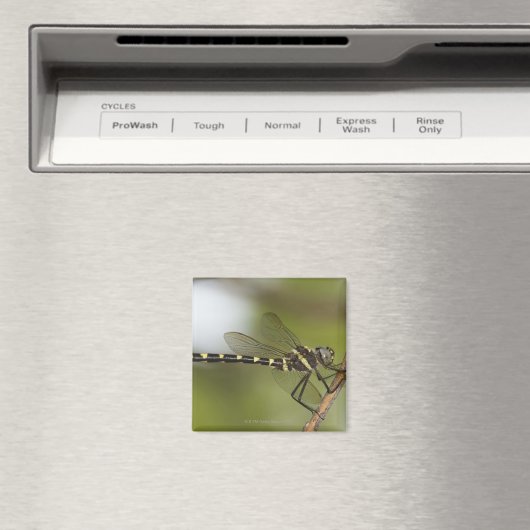 Libelle 5 magnet (In Situ (Geschirrspüler))