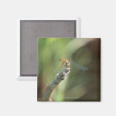 Libelle 5 magnet (Vorderseite/Rückseite)