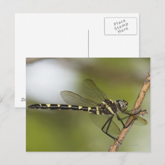 Libelle 5 postkarte (Vorne/Hinten)