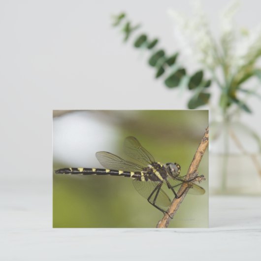 Libelle 5 postkarte (Stehend Vorderseite)