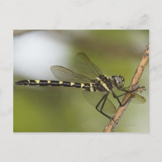 Libelle 5 postkarte