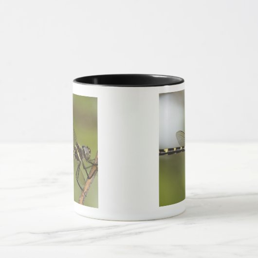 Libelle 5 tasse (Zentrum)