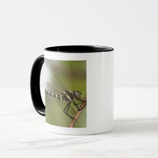 Libelle 5 tasse (Vorderseite Links)