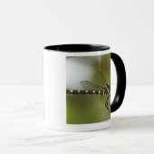 Libelle 5 tasse (VorderseiteRechts)