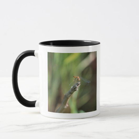 Libelle 5 tasse (Links)