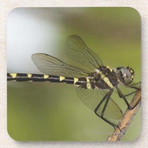 Libelle 5 untersetzer