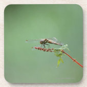 Libelle 6 getränkeuntersetzer (Vorderseite)