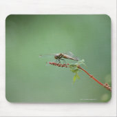 Libelle 6 mousepad (Vorne)