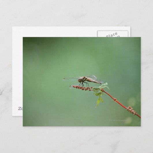 Libelle 6 postkarte (Vorne/Hinten)