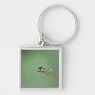 Libelle 6 schlüsselanhänger