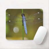 Libelle an der Erholung auf einem mousepad (Mit Mouse)