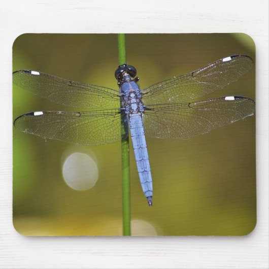 Libelle an der Erholung auf einem mousepad (Vorne)