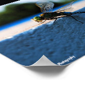Libelle auf dem Sims Poster (Ecke)