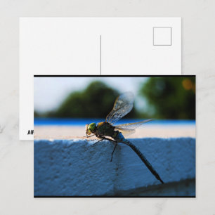 Libelle auf dem Sims Postkarte