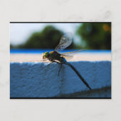 Libelle auf dem Sims Postkarte (Vorderseite)