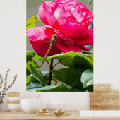 Libelle auf der Blume der rote Rose Poster (Küche)