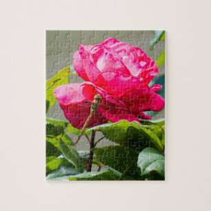 Libelle auf der Blume der rote Rose Puzzle