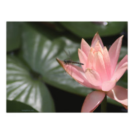 Libelle auf einem Vorstadtsee Fotodruck