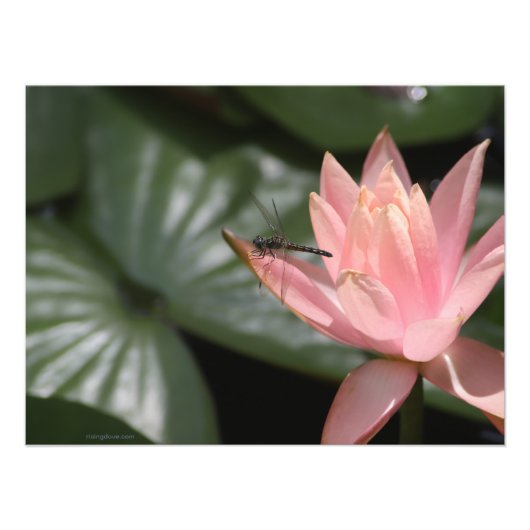 Libelle auf einem Vorstadtsee Fotodruck (Vorne)