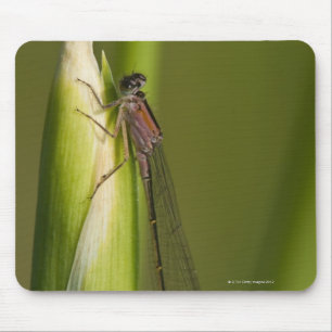 Libelle auf geknospter Iris Mousepad