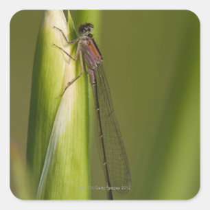 Libelle auf geknospter Iris Quadratischer Aufkleber