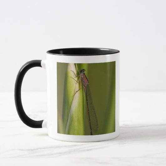 Libelle auf geknospter Iris Tasse (Links)