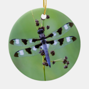 Libelle auf Gras sitzend, Kanada Keramik Ornament