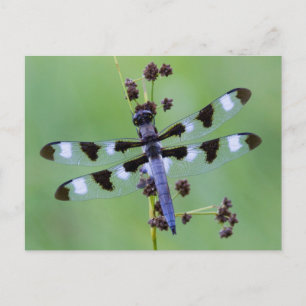 Libelle auf Gras sitzend, Kanada Postkarte