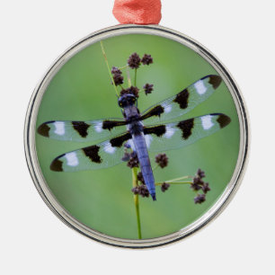 Libelle auf Gras sitzend, Kanada Silbernes Ornament