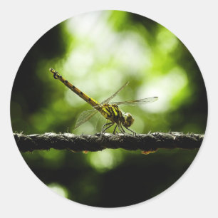 Libelle auf Grün - Kunst-Aufkleber Runder Aufkleber
