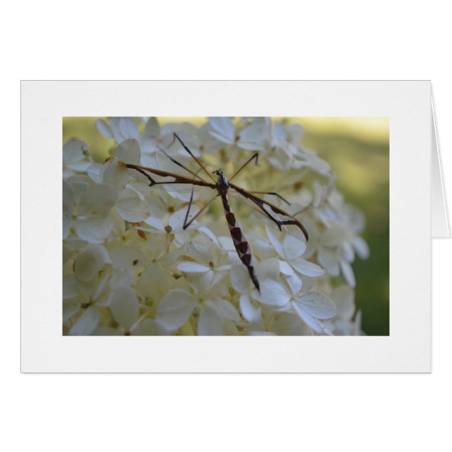 Libelle auf Hydrangea (Vorderseite (Horizontal))