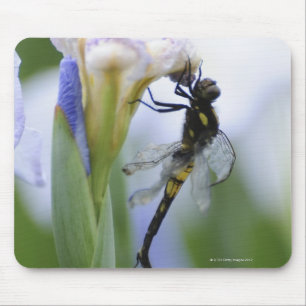 Libelle auf Iris Mousepad