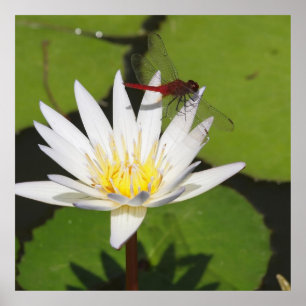 Libelle auf Seerose Poster