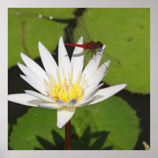 Libelle auf Seerose Poster