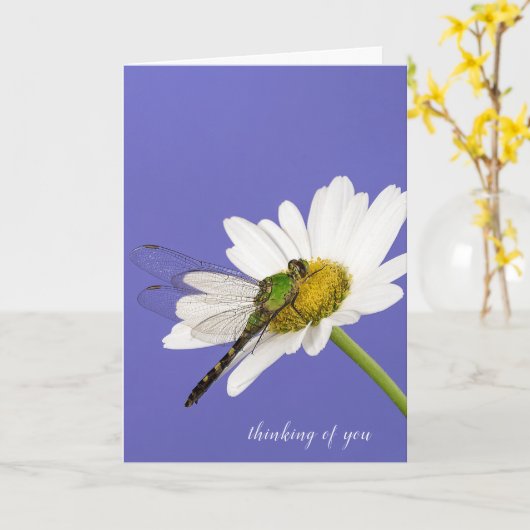 Libelle auf weißem Gänseblümchen Karte (Gelbe Blume)