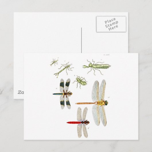 Libelle-Clip-Art-4 Postkarte (Vorne/Hinten)