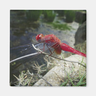 Libelle, die auf Niederlassung, nahes hohes hockt Magnet