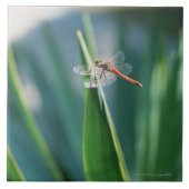 Libelle Fliese (Vorderseite)