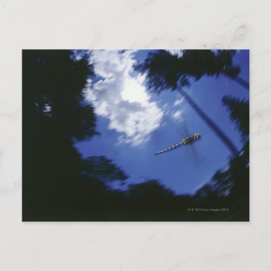 Libelle im Flug, Flügelschlag Postkarte (Vorderseite)