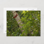 Libelle in Bamboo Postkarte (Vorne/Hinten)